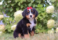 Amber, a female Bernese Mountain Dog for sale in Sugarcreek, OH – Photo 3 of 6