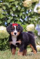 Amber, a female Bernese Mountain Dog for sale in Sugarcreek, OH – Photo 6 of 6