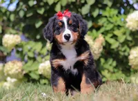 Amber, a female Bernese Mountain Dog for sale in Sugarcreek, OH – Photo 1 of 6