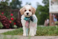Leo, a male Bichpoo for sale in Sugarcreek, OH – 9 of 10