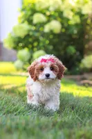 Lilly, a female Cavapoo for sale in Sugarcreek, OH – 6 of 10