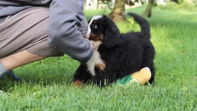 Kory, a male Bernese Mountain Dog for sale in Sugarcreek, OH – 10 of 10
