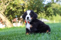 Toby, a male Bernese Mountain Dog for sale in Sugarcreek, OH – 3 of 10