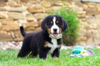Willow, a female Bernese Mountain Dog for sale in Sugarcreek, OH – 4 of 10