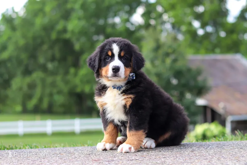 Cody – Bernese Mountain Dog puppy for sale in Sugarcreek, OH