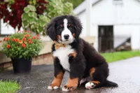 Kory, a male Bernese Mountain Dog for sale in Sugarcreek, OH – 7 of 9