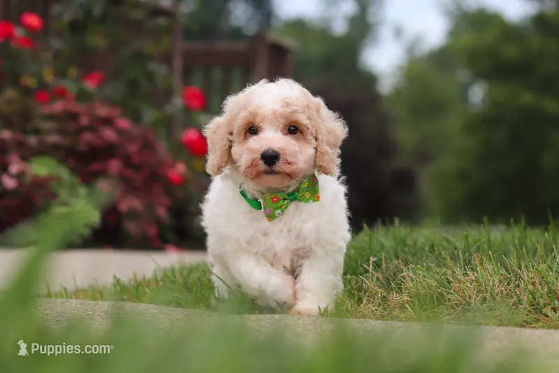 Benji – Bichpoo puppy for sale in Sugarcreek, OH