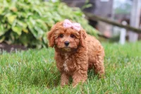 Addy, a female Cavapoo for sale in Sugarcreek, OH – 9 of 10