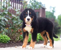 Katy, a female Bernese Mountain Dog for sale in Sugarcreek, OH – Photo 3 of 5