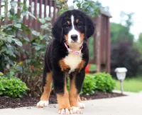 Katy, a female Bernese Mountain Dog for sale in Sugarcreek, OH – Photo 2 of 5