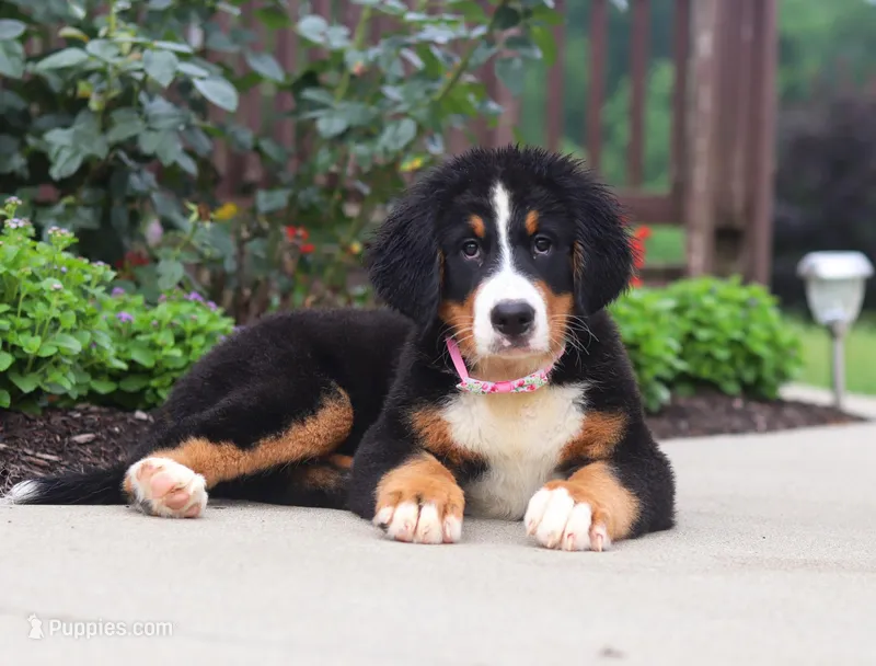 Katy, a female Bernese Mountain Dog for sale in Sugarcreek, OH – Photo 1 of 5