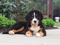 Katy, a female Bernese Mountain Dog for sale in Sugarcreek, OH – Photo 1 of 5