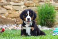 Willow, a female Bernese Mountain Dog for sale in Sugarcreek, OH – 6 of 10