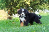 Kory, a male Bernese Mountain Dog for sale in Sugarcreek, OH – 3 of 10