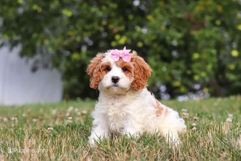 Olivia – Cavapoo puppy for sale in Sugarcreek, OH