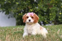 Olivia, a female Cavapoo for sale in Sugarcreek, OH – 1 of 7