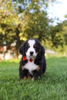 Toby, a male Bernese Mountain Dog for sale in Sugarcreek, OH – 8 of 10