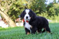 Toby, a male Bernese Mountain Dog for sale in Sugarcreek, OH – 6 of 10