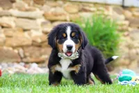 Willow, a female Bernese Mountain Dog for sale in Sugarcreek, OH – 2 of 10