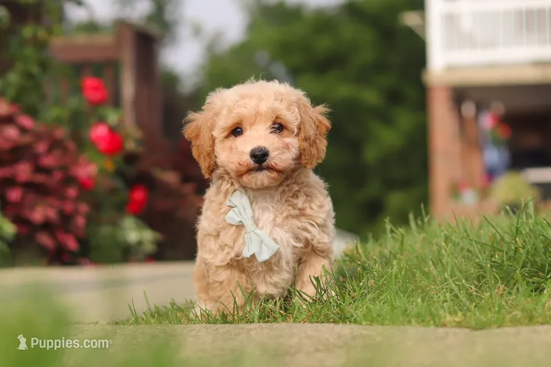 Brady – Bichpoo puppy for sale in Sugarcreek, OH