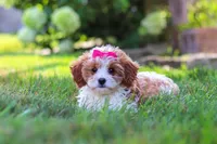 Lilly, a female Cavapoo for sale in Sugarcreek, OH – 4 of 10