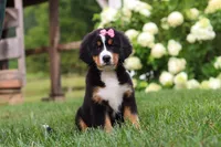 Marcy, a female Bernese Mountain Dog for sale in Sugarcreek, OH – 9 of 10