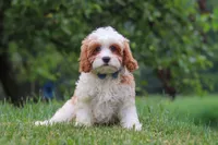 Asher, a male Cavapoo for sale in Sugarcreek, OH – 1 of 10
