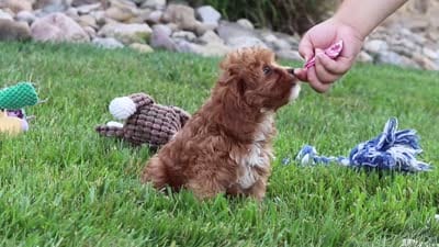 Sophie, a female Cavapoo for sale in Sugarcreek, OH – 6 of 6