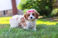 Lilly, a female Cavapoo for sale in Sugarcreek, OH – 9 of 10