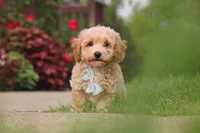 Brady, a male Bichpoo for sale in Sugarcreek, OH – 2 of 6