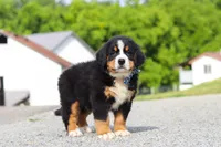 Cody, a male Bernese Mountain Dog for sale in Sugarcreek, OH – 7 of 9