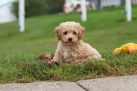Mia, a female Bichpoo for sale in Sugarcreek, OH – 10 of 10