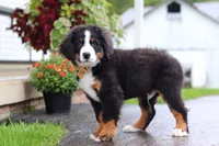 Kory, a male Bernese Mountain Dog for sale in Sugarcreek, OH – 3 of 9