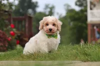 Benji, a male Bichpoo for sale in Sugarcreek, OH – 9 of 10