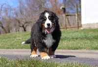 Riley, a male Bernese Mountain Dog for sale in Sugarcreek, OH – Photo 9 of 9