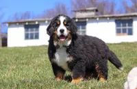 Riley, a male Bernese Mountain Dog for sale in Sugarcreek, OH – Photo 1 of 9