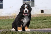 Riley, a male Bernese Mountain Dog for sale in Sugarcreek, OH – Photo 4 of 9