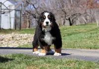 Riley, a male Bernese Mountain Dog for sale in Sugarcreek, OH – Photo 5 of 9