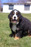 Riley, a male Bernese Mountain Dog for sale in Sugarcreek, OH – Photo 6 of 9