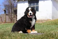 Riley, a male Bernese Mountain Dog for sale in Sugarcreek, OH – Photo 8 of 9