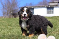 Riley, a male Bernese Mountain Dog for sale in Sugarcreek, OH – Photo 3 of 9