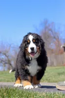 Riley, a male Bernese Mountain Dog for sale in Sugarcreek, OH – Photo 7 of 9