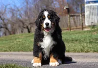Riley, a male Bernese Mountain Dog for sale in Sugarcreek, OH – Photo 2 of 9