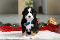 Kody, a male Bernese Mountain Dog for sale in Sugarcreek, OH – Photo 1 of 7