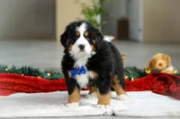 Kody, a male Bernese Mountain Dog for sale in Sugarcreek, OH – Photo 3 of 7