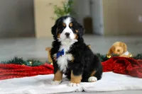 Kody, a male Bernese Mountain Dog for sale in Sugarcreek, OH – Photo 2 of 7