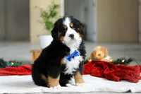 Kody, a male Bernese Mountain Dog for sale in Sugarcreek, OH – Photo 7 of 7