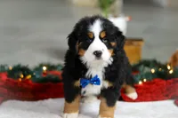 Kody, a male Bernese Mountain Dog for sale in Sugarcreek, OH – Photo 4 of 7