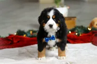 Kody, a male Bernese Mountain Dog for sale in Sugarcreek, OH – Photo 6 of 7