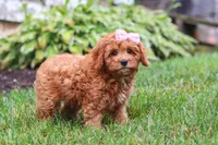 Addy, a female Cavapoo for sale in Sugarcreek, OH – 2 of 10